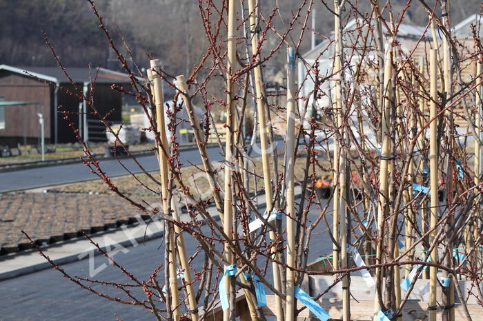 Meruňka středně raná 'Adriana' - Prunus armeniaca 'Adriana'