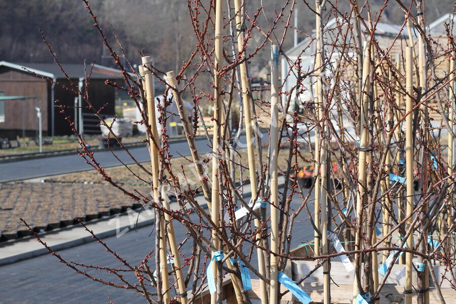 Meruňka středně raná 'Adriana' - Prunus armeniaca 'Adriana'