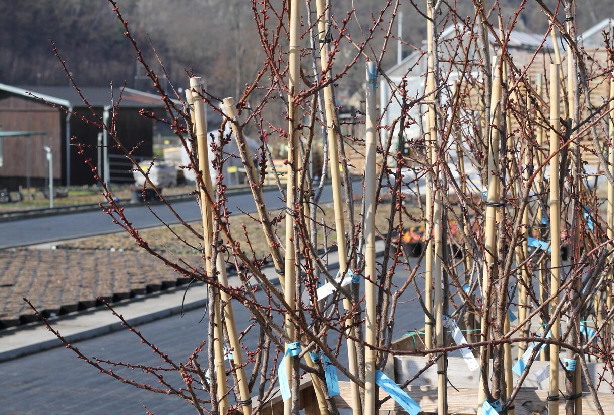Meruňka středně raná 'Adriana' - Prunus armeniaca 'Adriana'