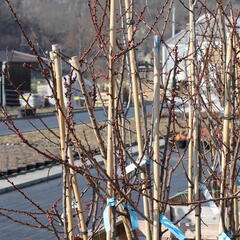 Meruňka středně raná 'Adriana' - Prunus armeniaca 'Adriana'