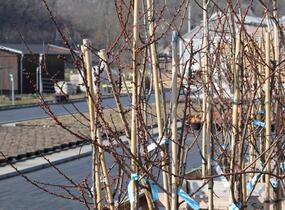 Meruňka středně raná 'Adriana' - Prunus armeniaca 'Adriana'