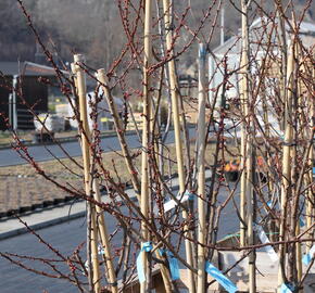 Meruňka středně raná 'Adriana' - Prunus armeniaca 'Adriana'