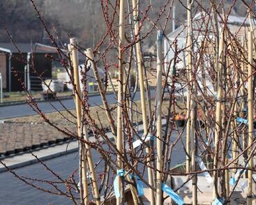 Meruňka středně raná 'Adriana'