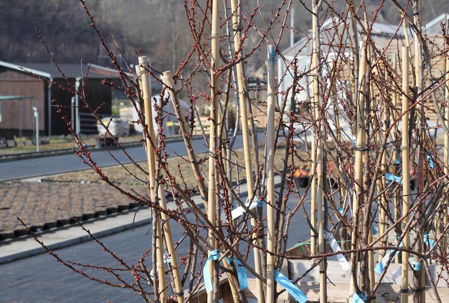 Meruňka středně raná 'Adriana' - Prunus armeniaca 'Adriana'