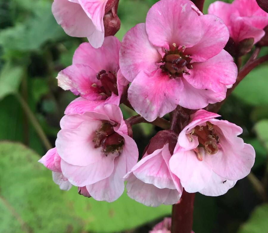 Bergénie 'Eden's Magic Giant' - Bergenia 'Eden's Magic Giant'