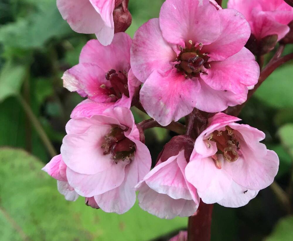 Bergénie srdčitá 'Eden's Magic Giant' - Bergenia cordifolia 'Eden's Magic Giant'