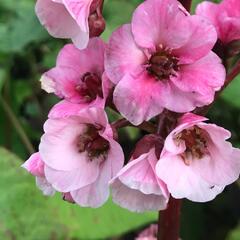 Bergénie 'Eden's Magic Giant' - Bergenia 'Eden's Magic Giant'