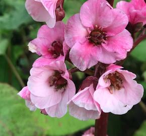 Bergénie 'Eden's Magic Giant' - Bergenia 'Eden's Magic Giant'