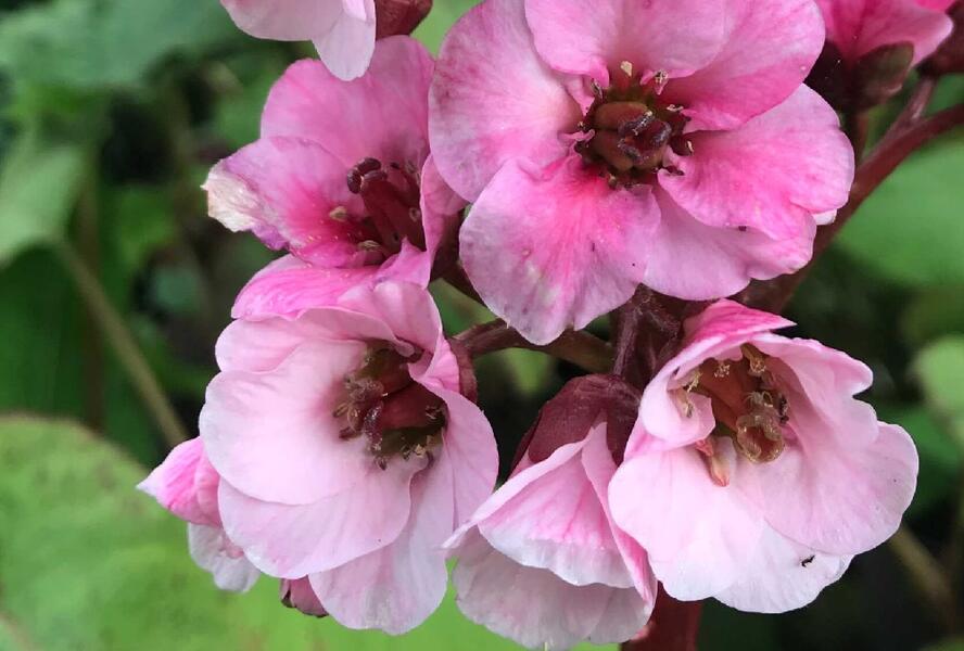 Bergénie srdčitá 'Eden's Magic Giant' - Bergenia cordifolia 'Eden's Magic Giant'