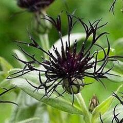 Chrpa horská 'Black Sprite' - Centaurea montana 'Black Sprite'