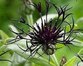 Chrpa horská 'Black Sprite'