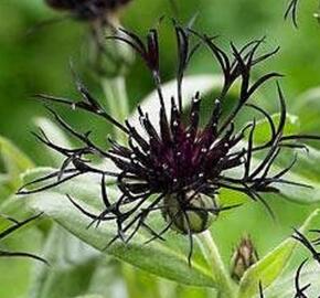 Chrpa horská 'Black Sprite'