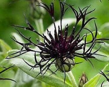 Chrpa horská 'Black Sprite'