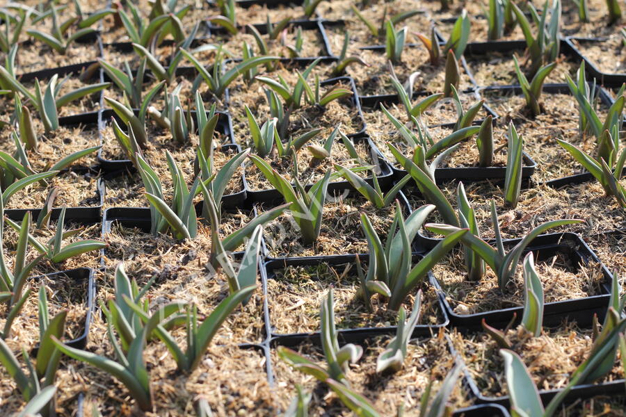 Tulipán botanický polychroma - Tulipa polychroma