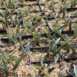 Tulipán botanický polychroma - Tulipa polychroma