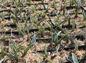 Tulipán botanický polychroma - Tulipa polychroma