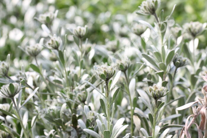 Svlačec - Convolvulus cneorum