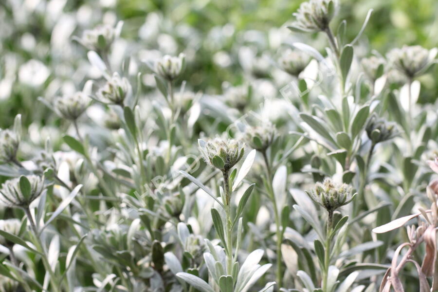 Svlačec - Convolvulus cneorum