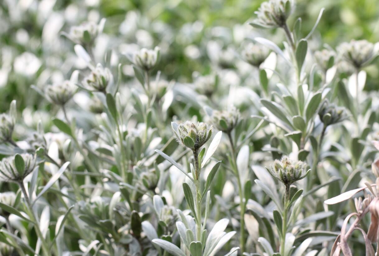 Svlačec stříbřitý - Convolvulus cneorum