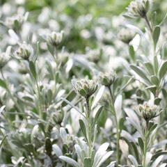 Svlačec - Convolvulus cneorum