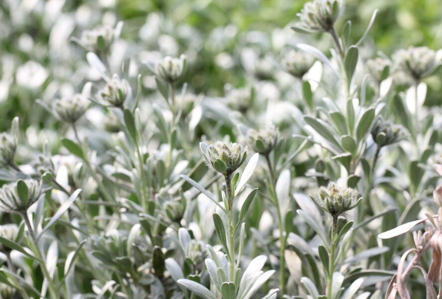 Svlačec stříbřitý - Convolvulus cneorum