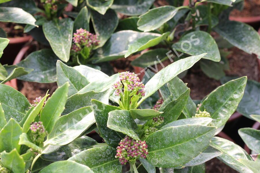 Aukuba japonská 'Rozannie' - Aucuba japonica 'Rozannie'