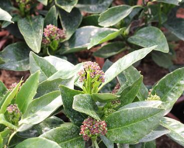 Aukuba japonská 'Rozannie'