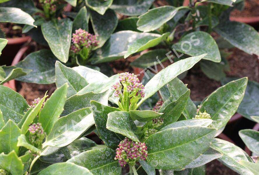 Aukuba japonská 'Rozannie' - Aucuba japonica 'Rozannie'