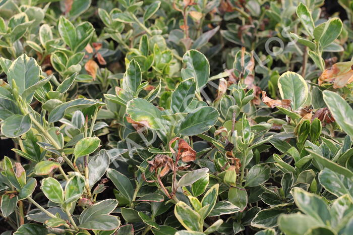 Brslen japonský 'Albomarginatus' - Euonymus japonicus 'Albomarginatus'