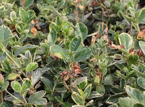 Brslen japonský 'Albomarginatus' - Euonymus japonicus 'Albomarginatus'