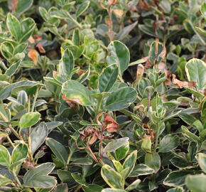 Brslen japonský 'Albomarginatus' - Euonymus japonicus 'Albomarginatus'