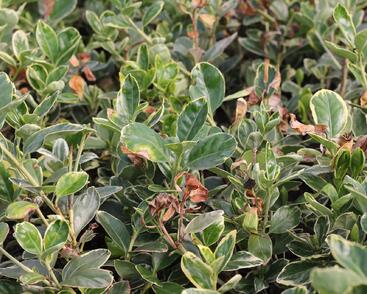Brslen japonský 'Albomarginatus'