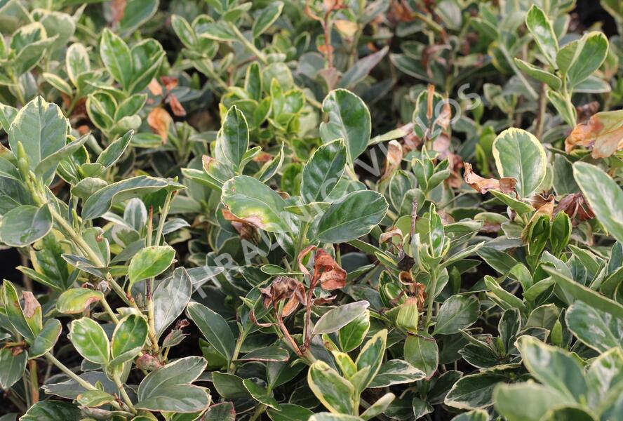 Brslen japonský 'Albomarginatus' - Euonymus japonicus 'Albomarginatus'