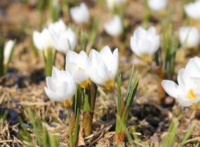 Krokus, šafrán zlatý 'Ard Schenk' - Crocus chrysanthus 'Ard Schenk'