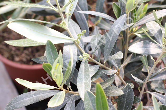 Oliva evropská - Olea europaea