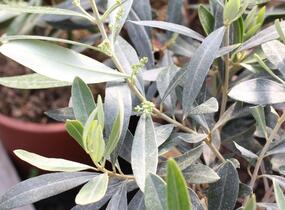 Oliva evropská - Olea europaea