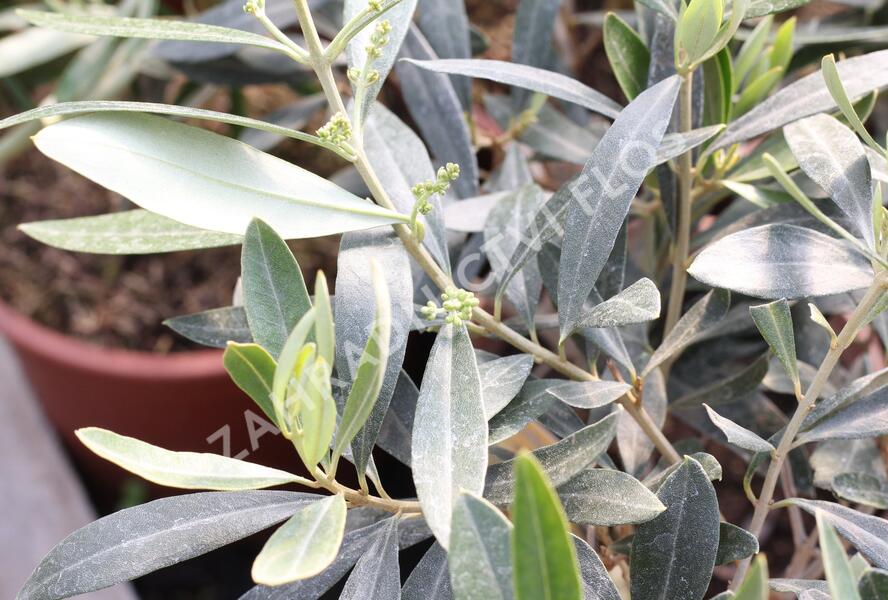 Oliva evropská - Olea europaea