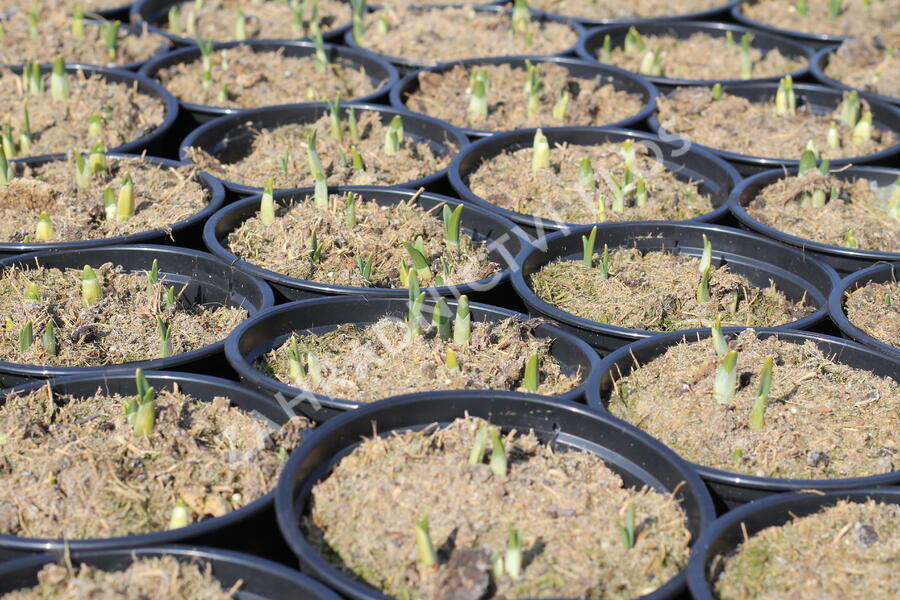 Narcis bramboříkokvětý 'February Gold' - Narcissus cyclamineus 'February Gold'