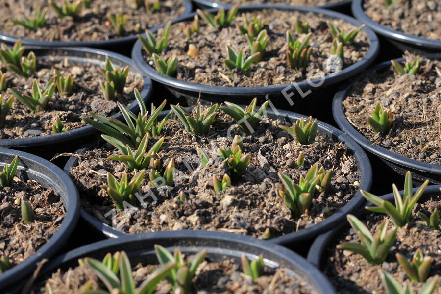 Modřenec arménský - Muscari armeniacum