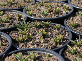 Modřenec arménský - Muscari armeniacum