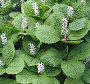Chloranthus japonský - Chloranthus japonicus