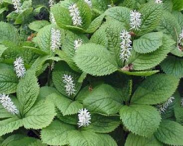 Chloranthus japonský