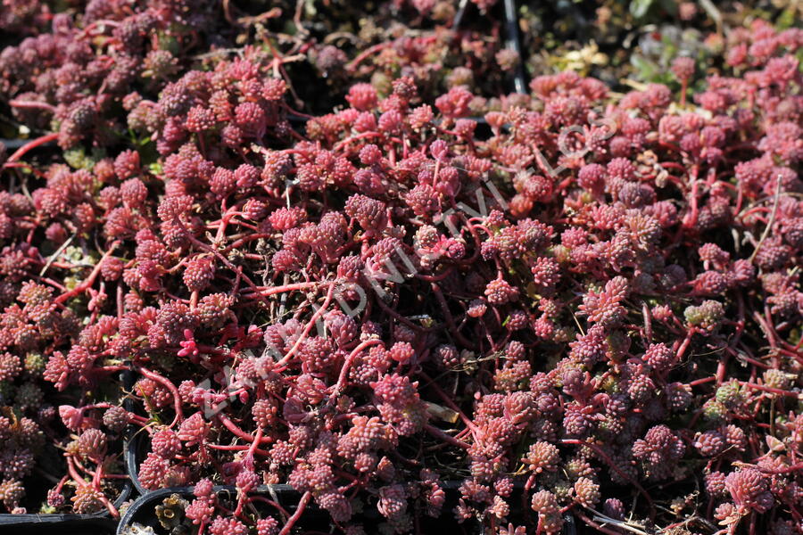 Rozchodník bledý 'Bithynicum' - Sedum pallidum 'Bithynicum'