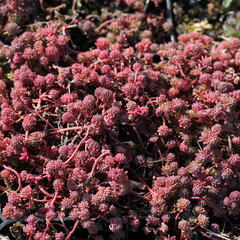 Rozchodník bledý 'Bithynicum' - Sedum pallidum 'Bithynicum'