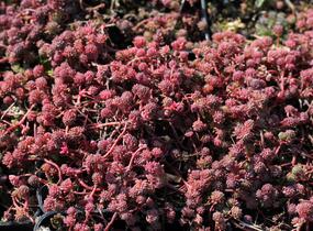 Rozchodník bledý 'Bithynicum' - Sedum pallidum 'Bithynicum'