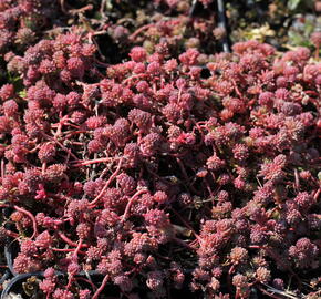 Turecký rozchodník 'Bithynicum' - Sedum pallidum 'Bithynicum'