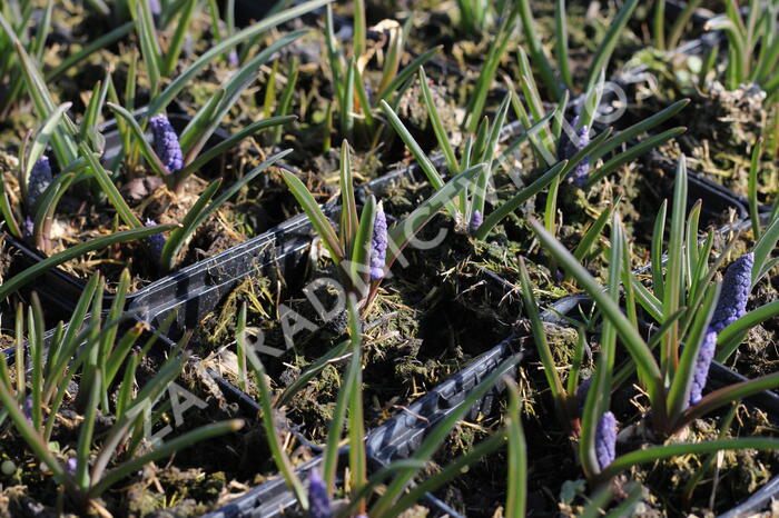 Modřenec arménský 'Alida' - Muscari armeniacum 'Alida'