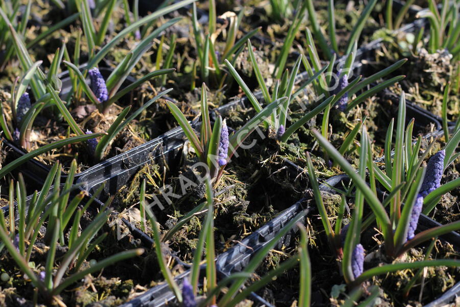 Modřenec arménský 'Alida' - Muscari armeniacum 'Alida'