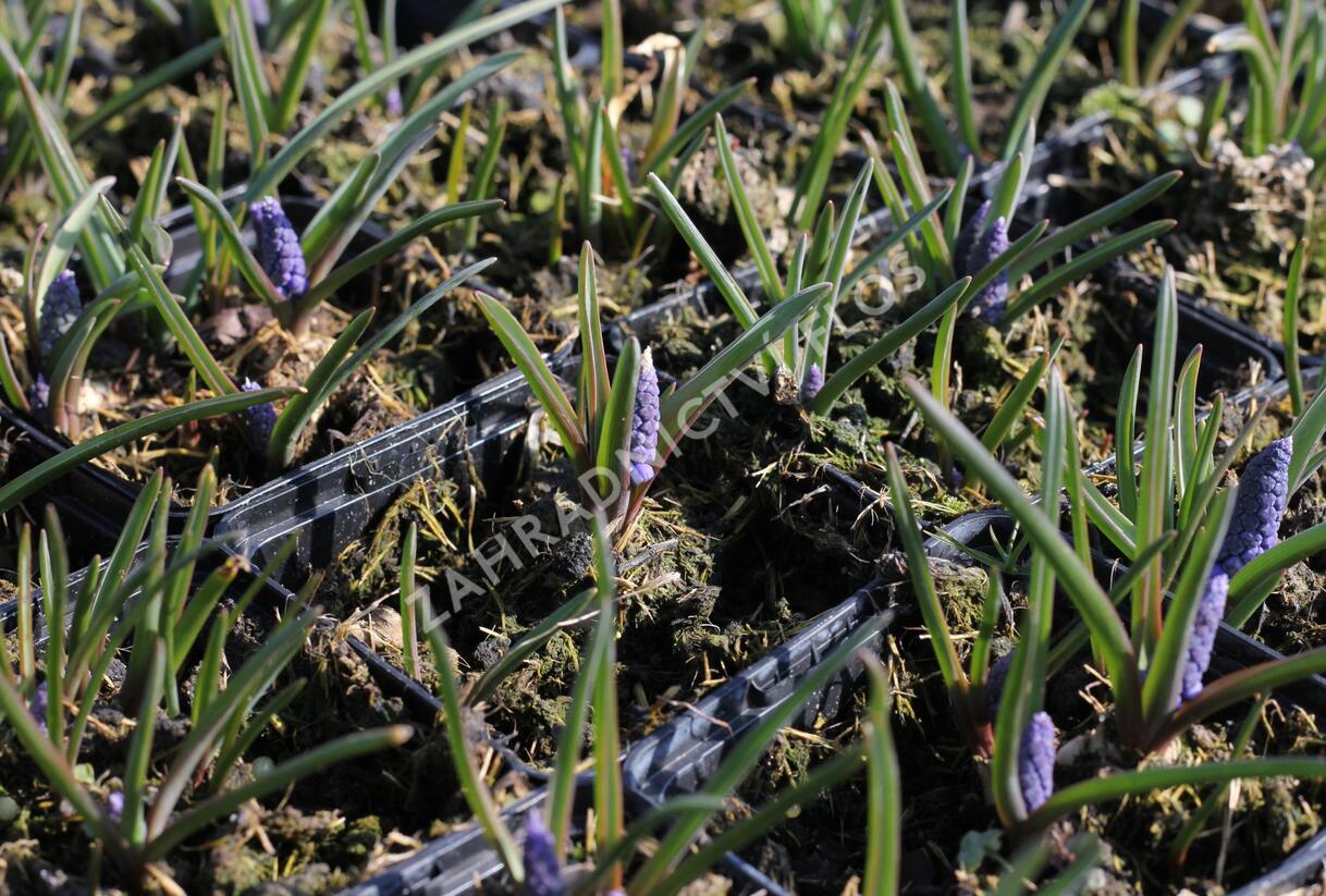 Modřenec arménský 'Alida' - Muscari armeniacum 'Alida'