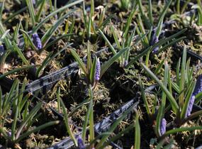Modřenec arménský 'Alida' - Muscari armeniacum 'Alida'
